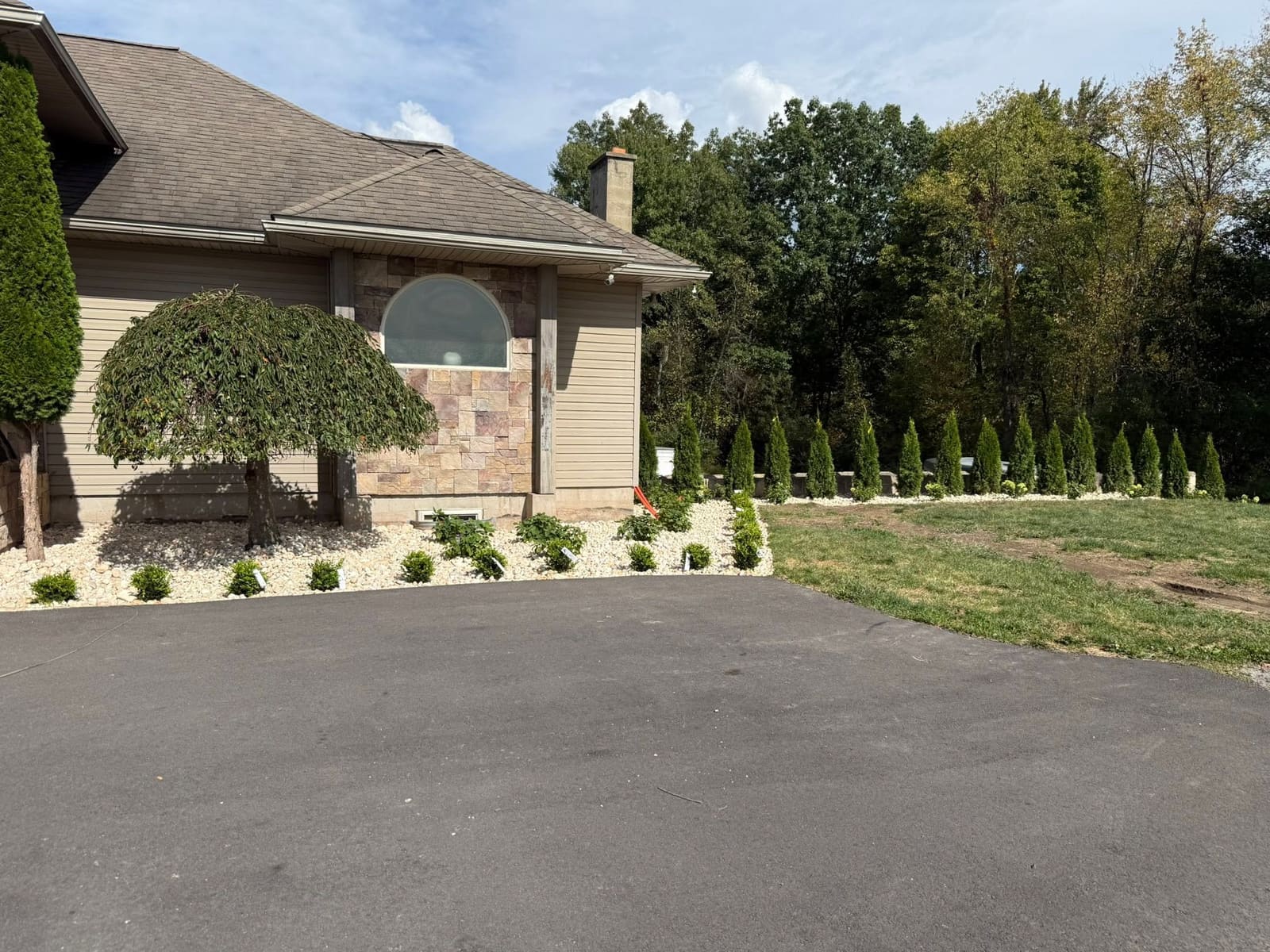 New arborvitae trees planted along a driveway at a residential home
