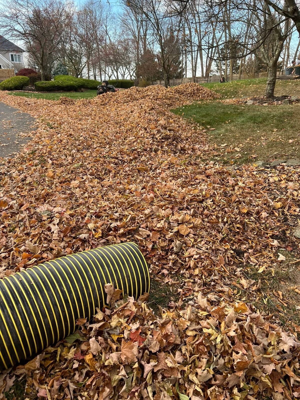 Large pile of raked leaves collected during a fall cleanup