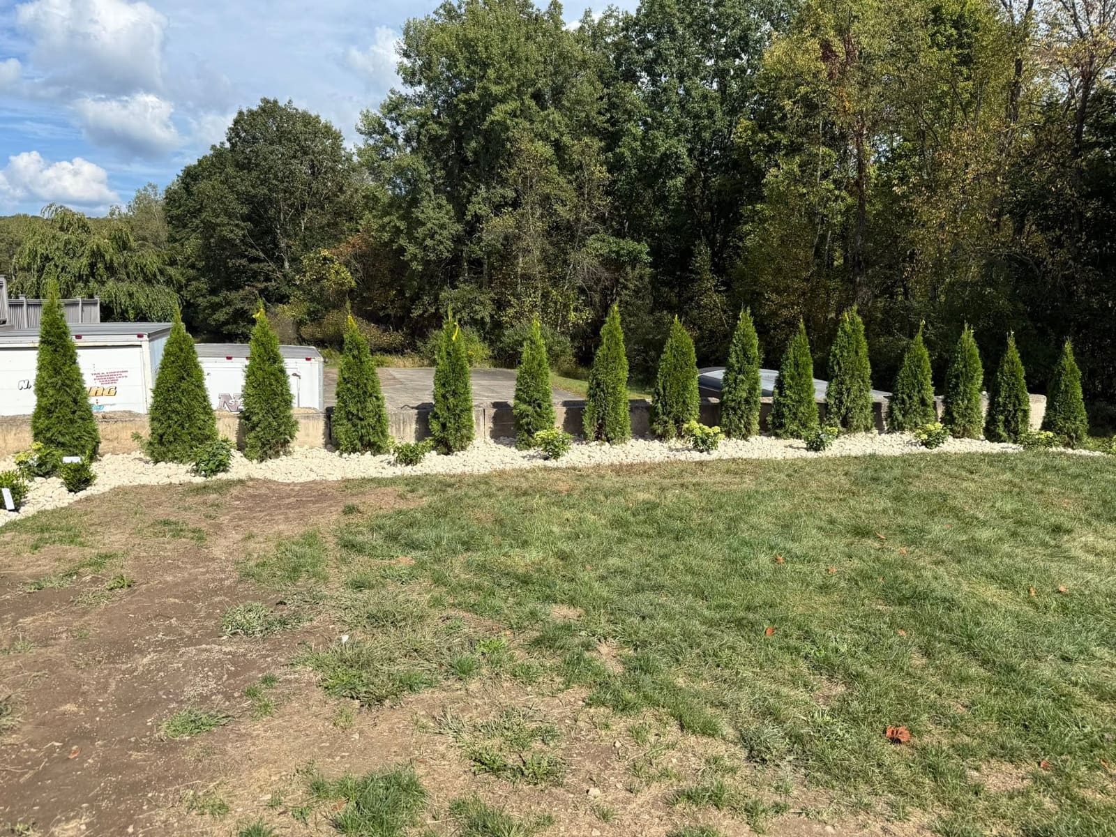 Row of newly planted arborvitae trees forming a privacy screen along a gravel bed