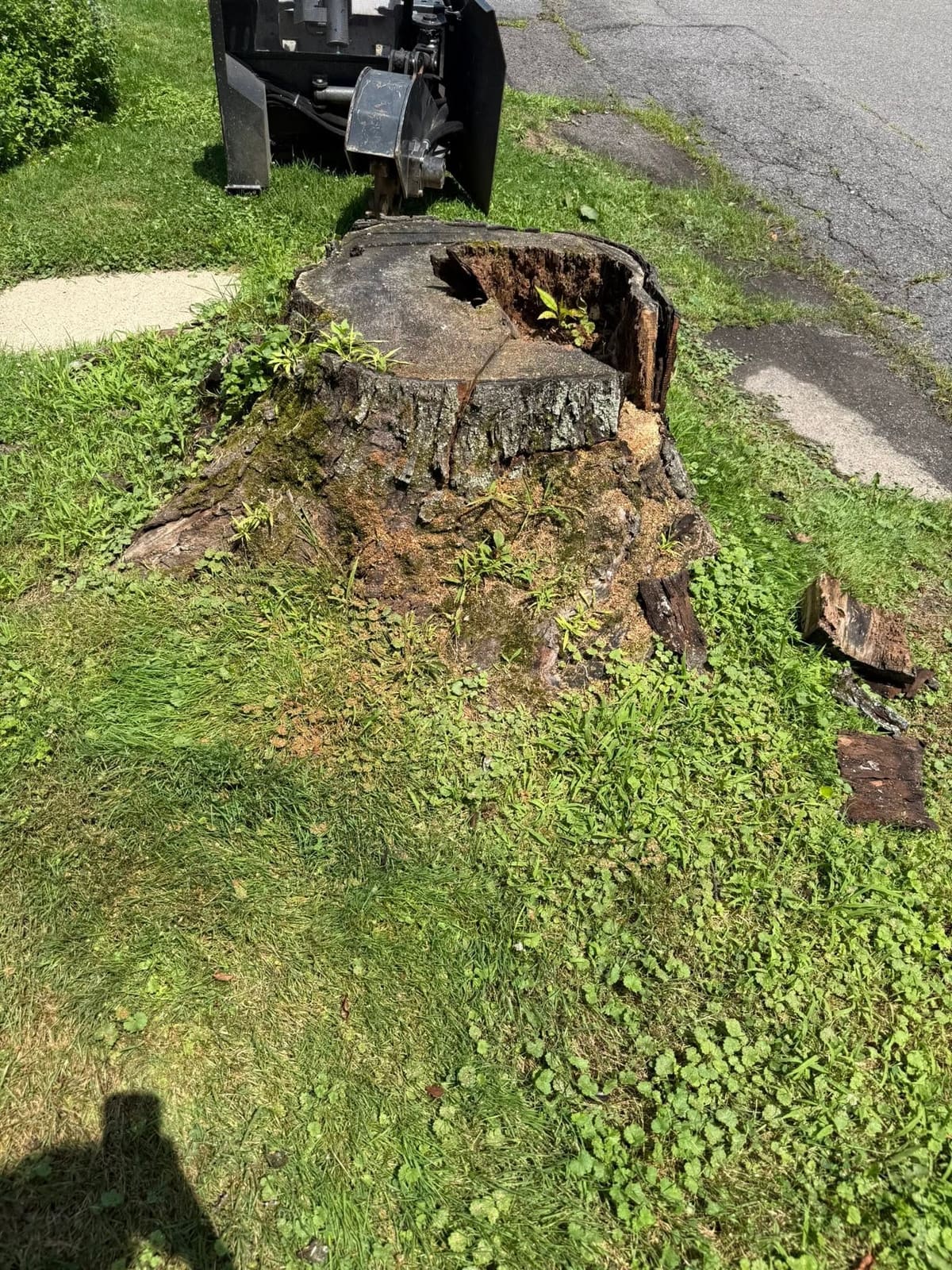 Tree stump in a lawn before grinding and removal