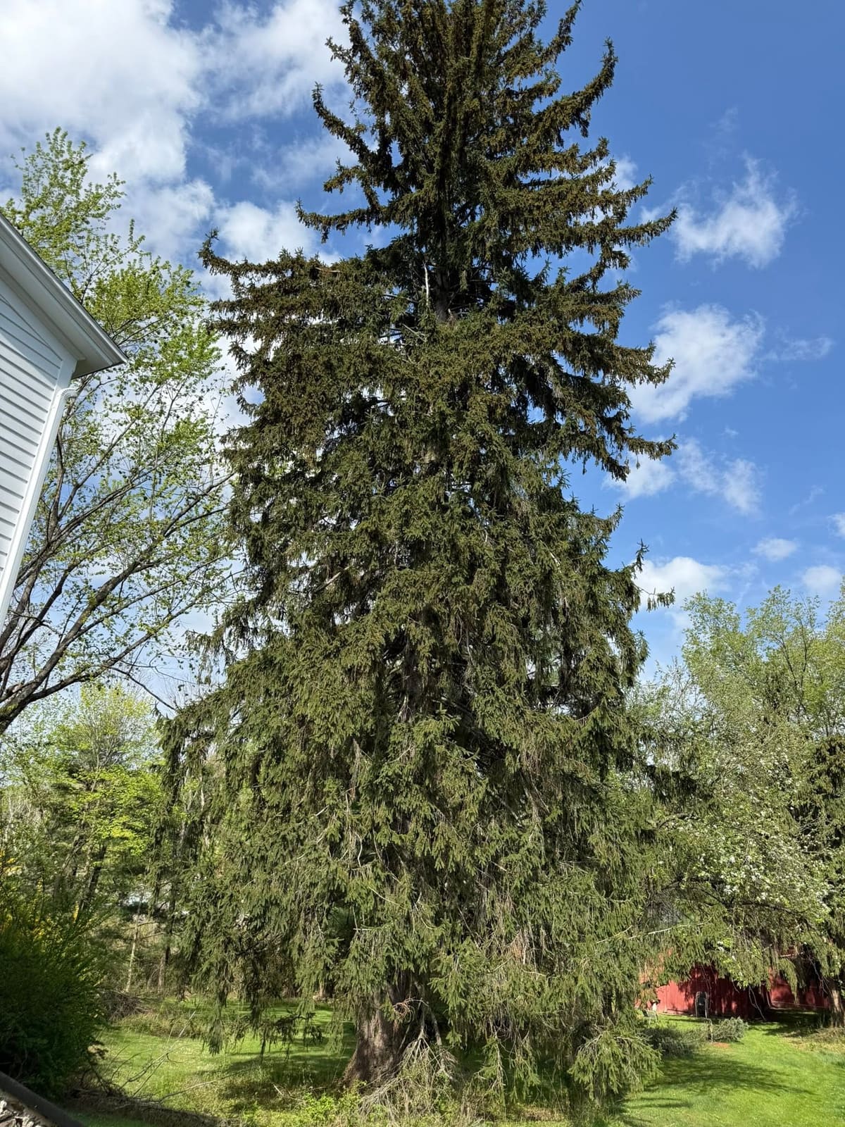 Tall evergreen tree beside a home after trimming work